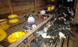 Olah Lahan Gambut, BRGM Kembangkan “Sapuring” di Kepulauan Meranti