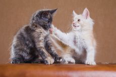 Ketahui, Ini 4 Hal yang Membuat Kucing Saling Menampar Satu Sama Lain 