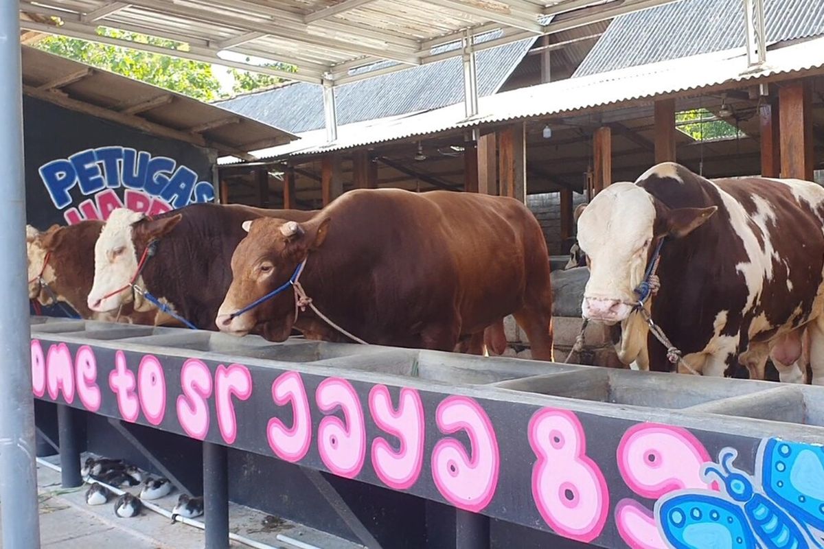 Deretan sapi di kandang SR Jaya 89 yang terletak di Kalurahan Karangrejek, Kapanewon Wonosari, Gunungkidul, DI Yogyakarta. Senin (10/6/2024)