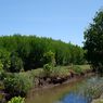 Mengintip Pemanfaatan Mangrove sebagai Ekowisata di Bali Barat