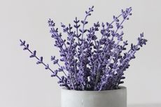 Panduan Menanam Tanaman Lavender di Dalam Pot