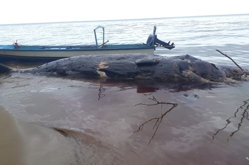 Bangkai Paus Sperma Sepanjang 10 Meter Ditemukan Terdampar di Pulau Seram