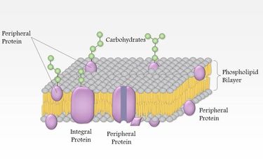 Sebuah membran sel memperlihatkan sekumpulan protein yang memberikan lapisan lapisan dengan protein integral dan poriferal padanya.