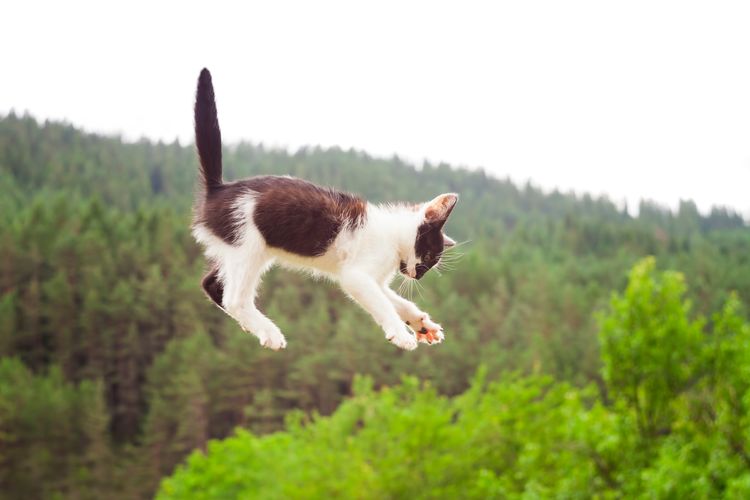 Ilustrasi kucing terjatuh, kucing jatuh, kucing melompat.