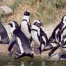 Penguin Afrika Kelaparan, Sumber Pakan Hilang akibat Krisis Iklim