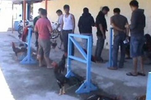 Kadis Pertambangan Mamuju Ditangkap di Lokasi Judi Sabung Ayam