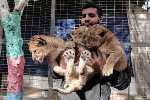 Kesulitan Dana, Kebun Binatang di Gaza Jual Tiga Anak Singa