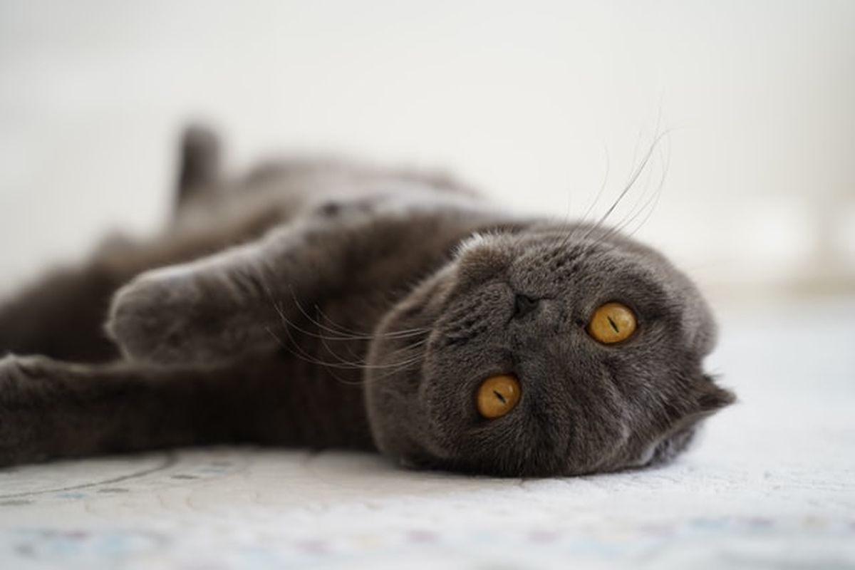 Ilustrasi kucing scottish fold