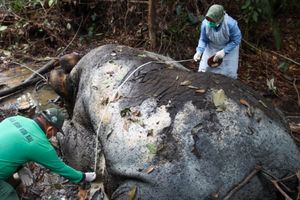 Gajah Mati Dibunuh di Pelalawan, Walhi Desak Pemerintah Revisi Pemberian Konsesi HTI