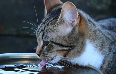 620 Gambar Hewan Minum Air HD