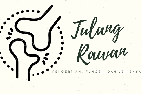 Tulang Rawan: Pengertian, Fungsi, dan Jenisnya