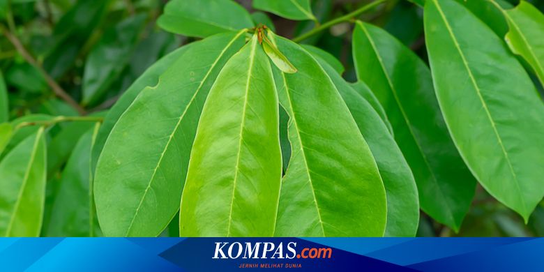 4 Manfaat Daun Sirsak untuk Kesehatan