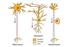 Macam-macam Neuron Berdasarkan Fungsinya