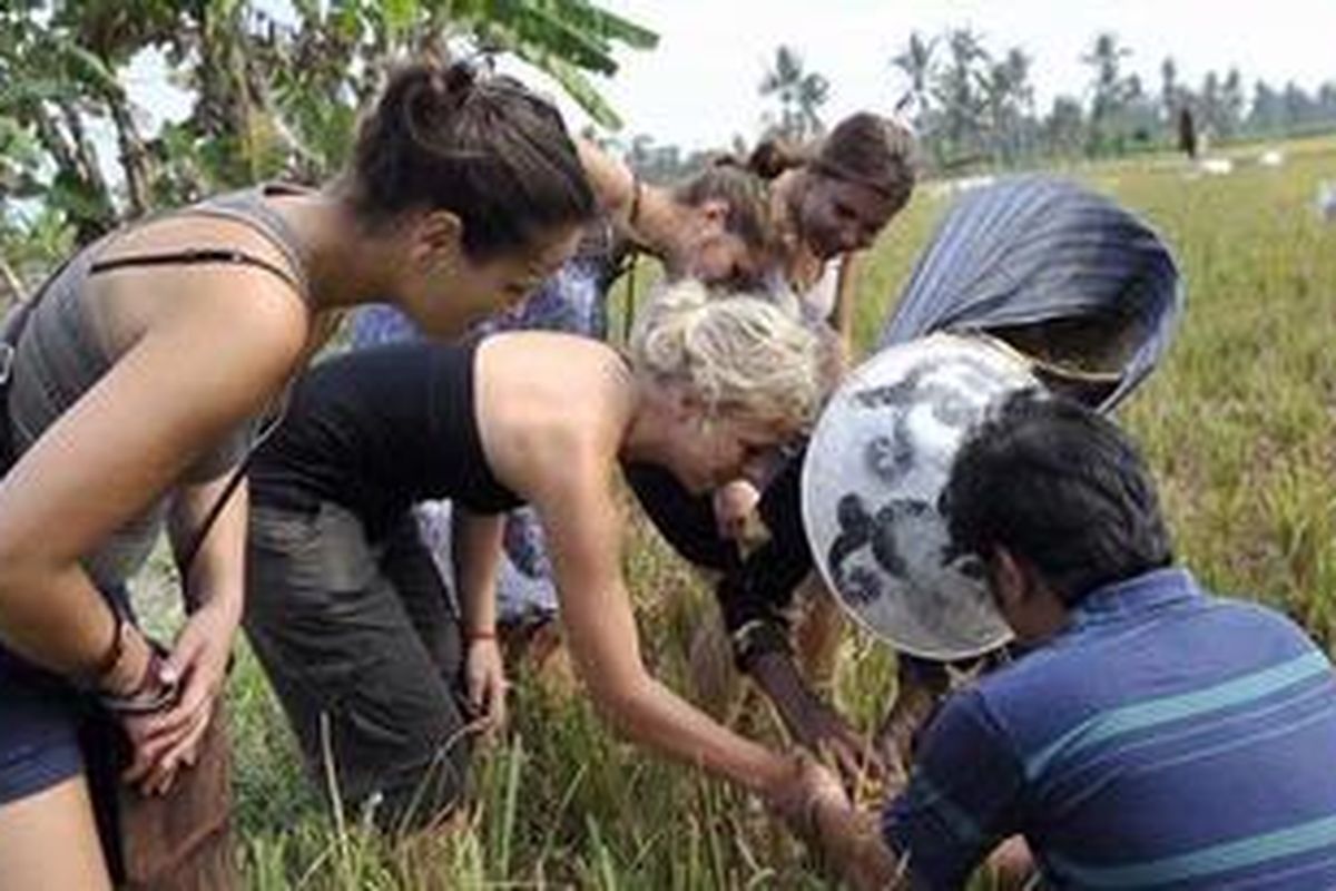 Wisatawan asal Belanda mencoba menggunakan alat ani-ani untuk memanen padi di Desa Tamanagung, Muntilan, Magelang, Jawa Tengah, Rabu (3/8/2011).  