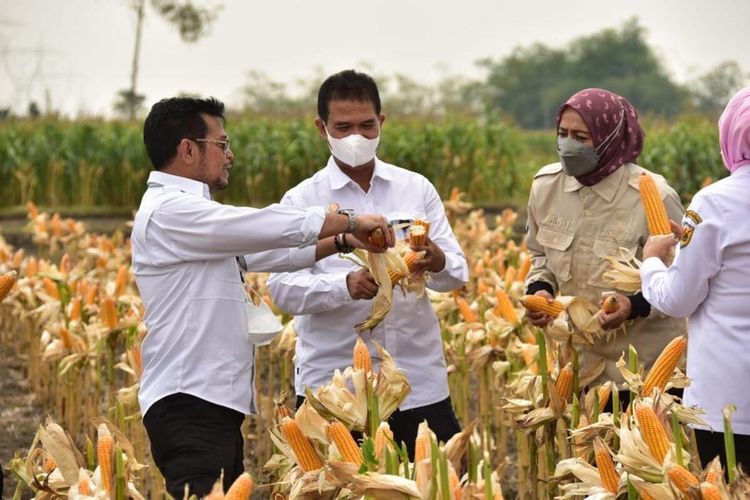 Menteri Pertanian Syahrul Yasin Limpo saat kegiatan Panen Jagung Nasional di Desa Banjarsari, Kecamatan Kradenan, Kabupaten Grobogan, Jawa Tengah, Rabu (29/9/2021).