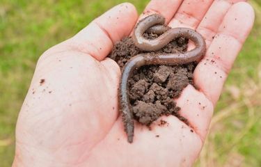 Cacing Sering Muncul Di Kamar Mandi? Ini 4 Penyebabnya