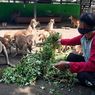 Buka Donasi hingga Jual Tiket, Ini Upaya TSTJ Selamatkan Satwa Saat Pandemi