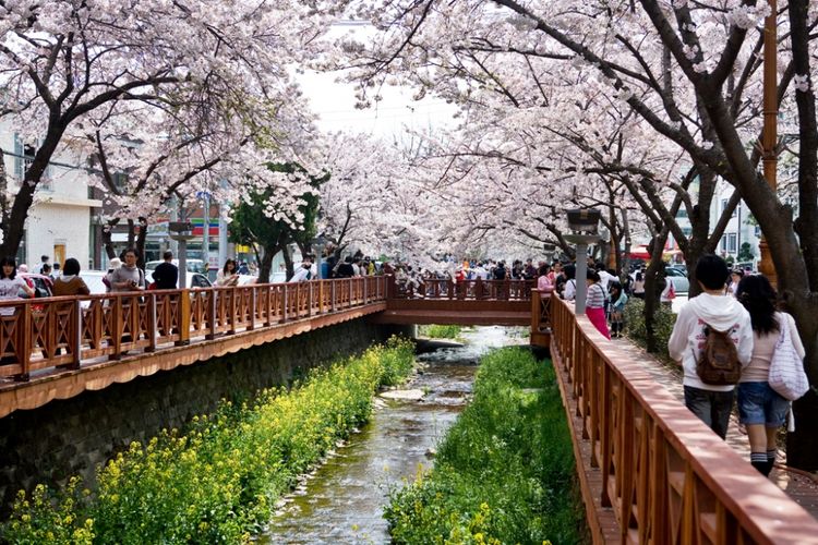 Festival Cherry Blossom di Jinhae, Gyeongnam.
