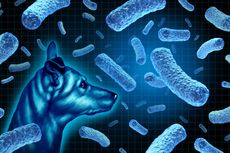 Brucellosis: Penyebab, Gejala, dan Cara Mencegah