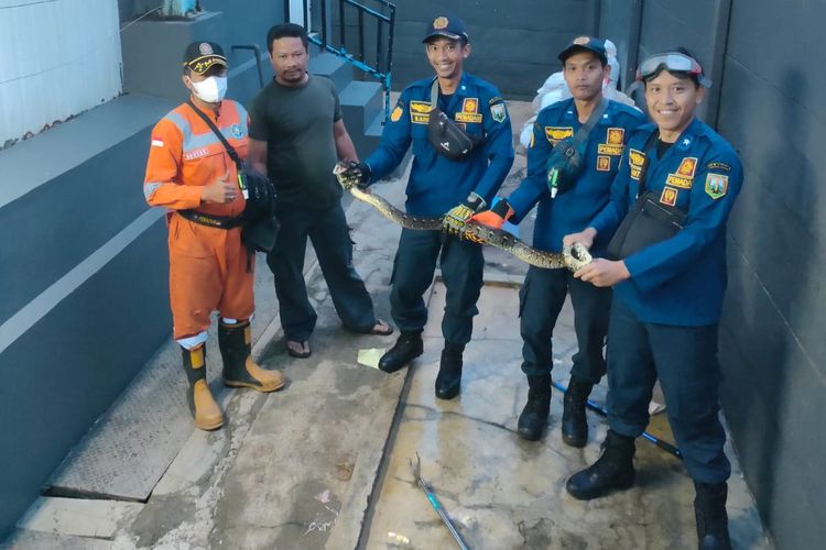 Petugas Damkar Kabupaten Semarang berhasil mengevakuasi ular sanca dari peti kemas.