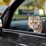 5 Langkah Jitu Agar Kucing Merasa Lebih Nyaman Naik Mobil