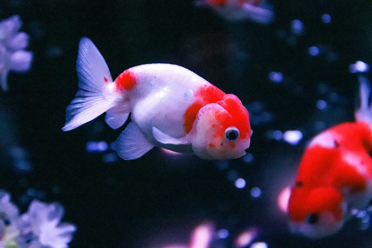 Apakah Ikan Peliharaan Low Maintenance? Ini Faktanya