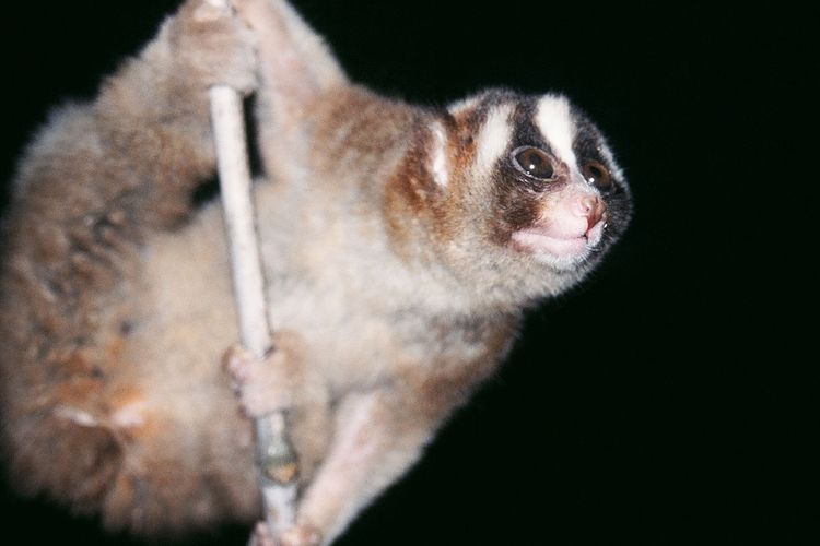 Kukang Jawa, Javan slow loris (Nycticebus javanicus), primata asal Indonesia yang ternyata memiliki gigitan beracun.