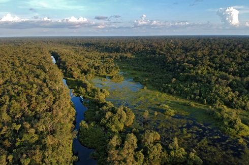 Taman Nasional Tanjung Puting, Konservasi Orangutan Terbesar di Dunia, Dihuni Puluhan Ribu Ekor