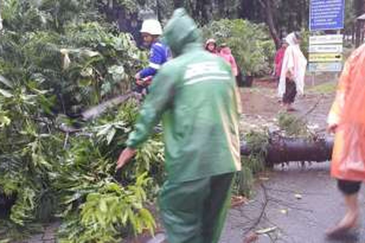 Hujan disertai angin yang turun, Jumat (11/11/2016) sore ini menyebabkan sejumlah pohon tumbang di wilayah Jakarta Timur. Tak hanya itu, sebuah tiang BTS juga dilaporkan tumbang.