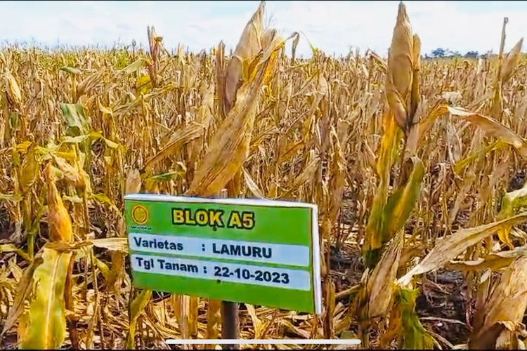 Food Estate Kalimantan berhasil produksi jagung 