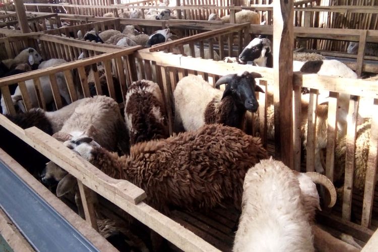 Ilustrasi peternakan domba terbesar di Indonesia, populasi kambing di Indonesia khususnya populasi ternak kambing di Indonesia, peternakan kambing terbesar di Indonesia, dan daerah persebaran kambing di indonesia.
