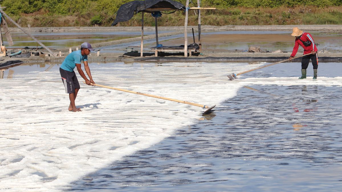 Tantangan Indonesia Swasembada Garam 2027, Produksi hingga Kualitas ~WR

Klik untuk baca: