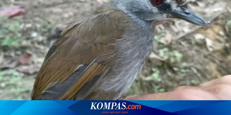Https Netral News Paus Fransiskus Bertemu Dengan Ayah Balita Suriah Alan Kurdi Yang Tenggelam Html 2021 03 09t12 29 31z Https Cdn Siasat Com Wp Content Uploads 2021 03 Pope 1 Jpg Https Netral News Ariel Noah Mengaku Tidak Pernah Ditolak Oleh
