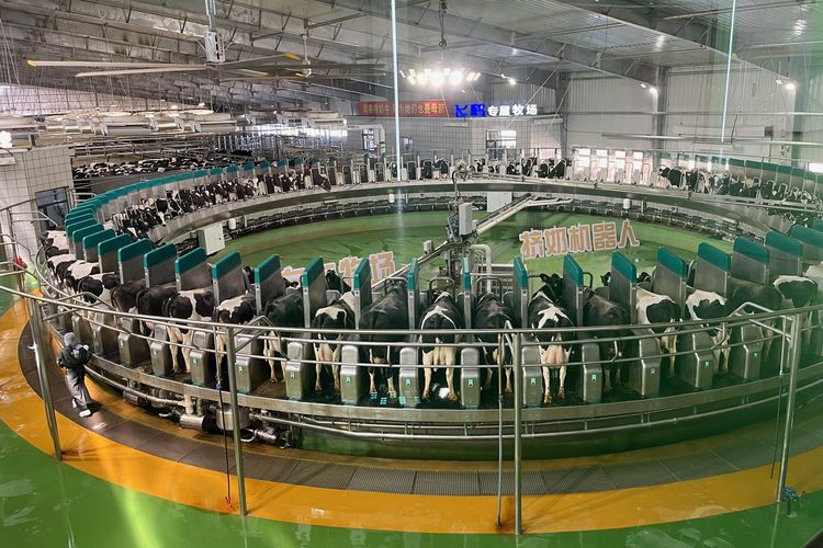 Sapi perah berada di mesin pemerah susu otomatis di peternakan milik perusahaan susu Feihe di Qiqihar, China.