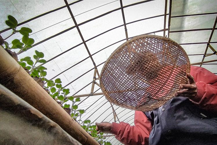 Petani di Lembang, Bandung Barat, Jawa Barat manfaatkan kotoran sapi sebagai pupuk organik untuk pembibitan tanaman sayur.