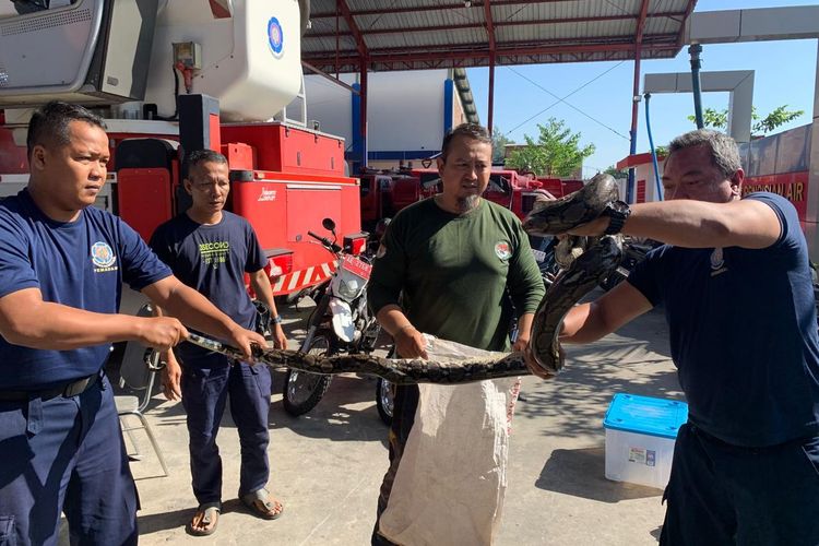 Cerita Petugas Damkar Evakuasi Ular di Kota Madiun, Sehari Bisa 5 Kali, Paling Banyak di Area Dapur