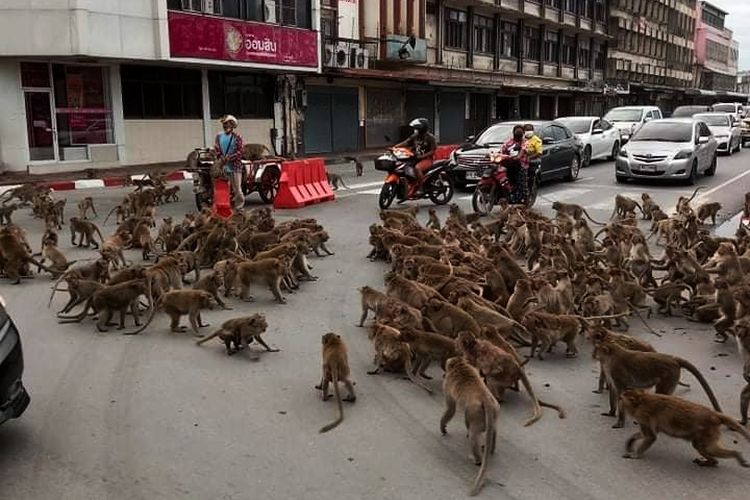 Foto yang menunjukkan dua geng monyet berkelahi di kota Lop Buri, Thailand.