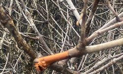 Mangrove di Teluk Benoa Bali Disebut Mati Massal