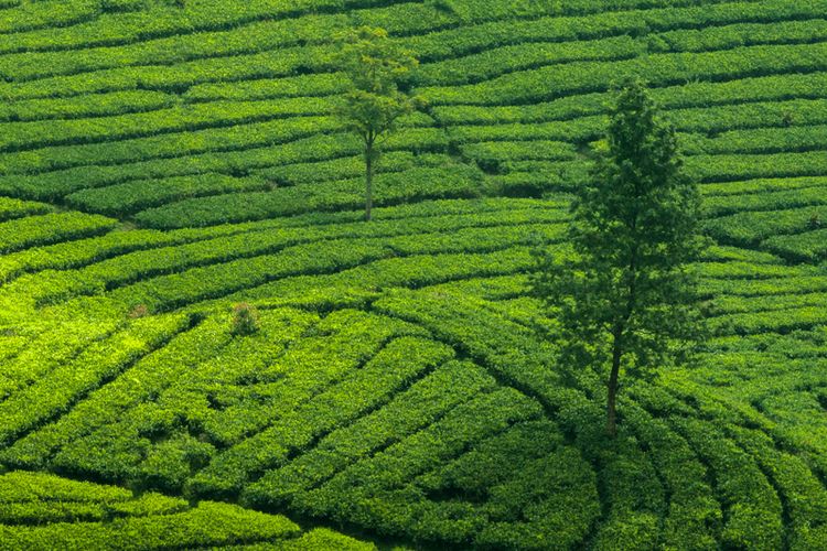 Ilustrasi kebun teh di Kaligua.