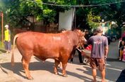 Sapi Kurban Jumbo di Sleman Hasilkan 700 Kilogram Daging, Dibagikan hingga Luar DIY