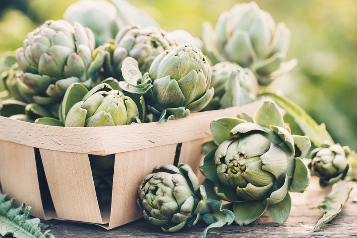 Ilustrasi artichoke. 