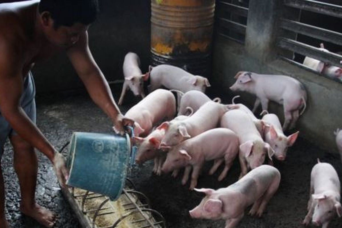 Tiap tahunnya, Sumatera Utara memproduksi lebih dari 40,000 ton daging babi. 