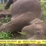Gajah Mati Terlilit Kawat Listrik di Aceh, Ahli Soroti Penggunaan Pagar Listrik