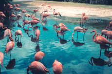 Rahasia Gerakan Kaki Flamingo Saat Mencari Makan