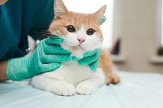 4 Penyebab Pembengkakan Kelenjar Getah Bening pada Kucing