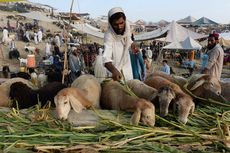 Pemotongan Hewan Kurban, Waspada Potensi Penyakit Zoonosis dari Sapi dan Kambing