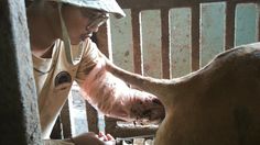 Inovasi UB: Tes Kebuntingan Sapi dan Suplemen Ayam untuk Peternak Blitar