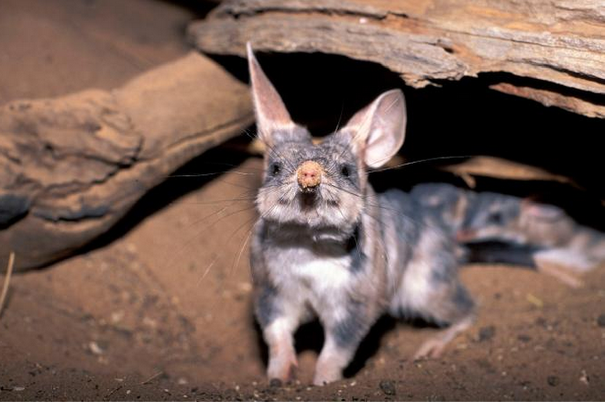 Bilby, kelinci Paskah asal Australia yang hampir punah.