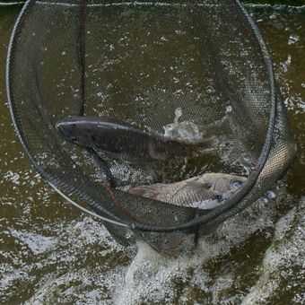 Ilustrasi budidaya ikan gurami di kolam beton. 