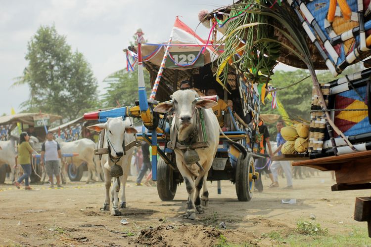 Sebuah 
 di Festival Gerobak Sapi di Sleman, Daerah Istimewa Yogyakarta (21/12/2018).